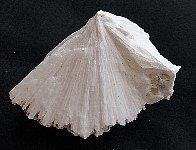 フジヤマゼオライト(スコレサイト):10